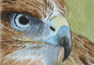 watercolour buzzard