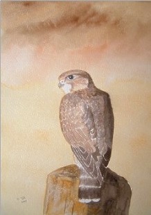 watercolour merlin falcon