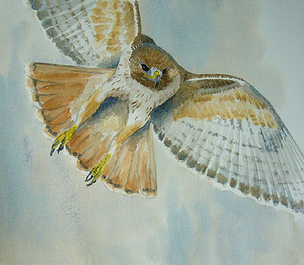 watercolour painting, Redtail