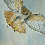 Redtail, watercolour painting