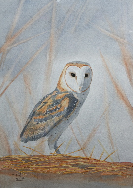 watercolour painting, Barn Owl