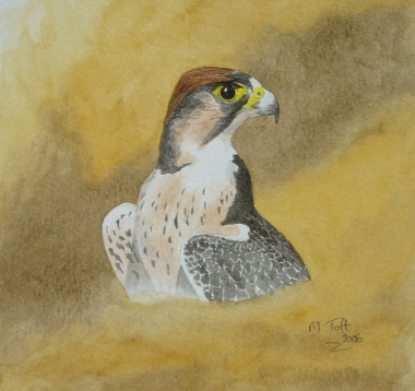 watercolour painting, Laggar Falcon