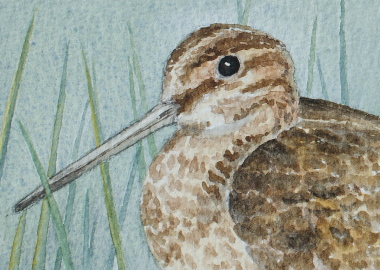 watercolour painting, Snipe