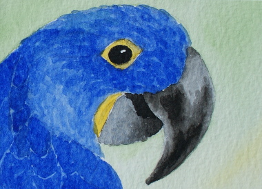watercolour painting, Hyacinth Macaw