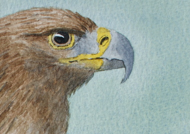 watercolour painting, Golden Eagle 