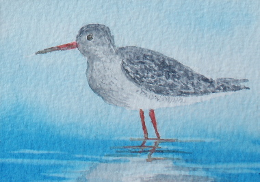 watercolour painting, Redshank